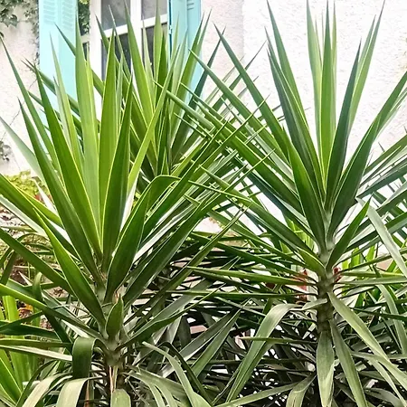 דירה Prive Avec Terrasse En Centre *