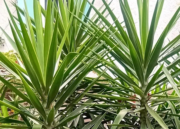 Διαμέρισμα Prive Avec Terrasse En Centre *